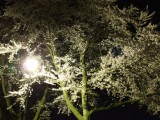 番屋平公園の夜桜