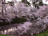 2010’弘前公園桜まつり