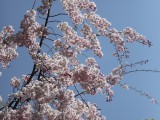 春の京都　鴨川