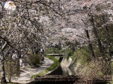 春の京都　哲学の道・南禅寺