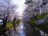 弘前公園の桜