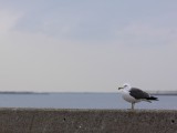 蕪島・鮫の漁港