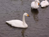 新井田川の白鳥