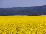 横浜町の菜の花畑