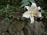 世界遺産　平泉中尊寺