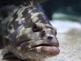 すみだ水族館