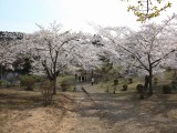 春のむつ市早掛沼公園